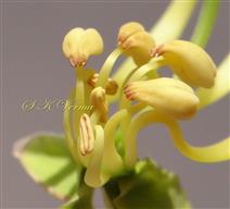  Anthers of medium stamens with pores